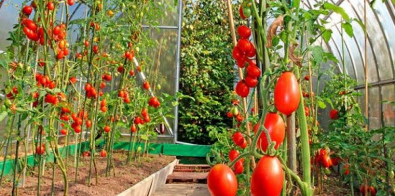 5 млн. за магазини, които изкупуват бг зеленчуци